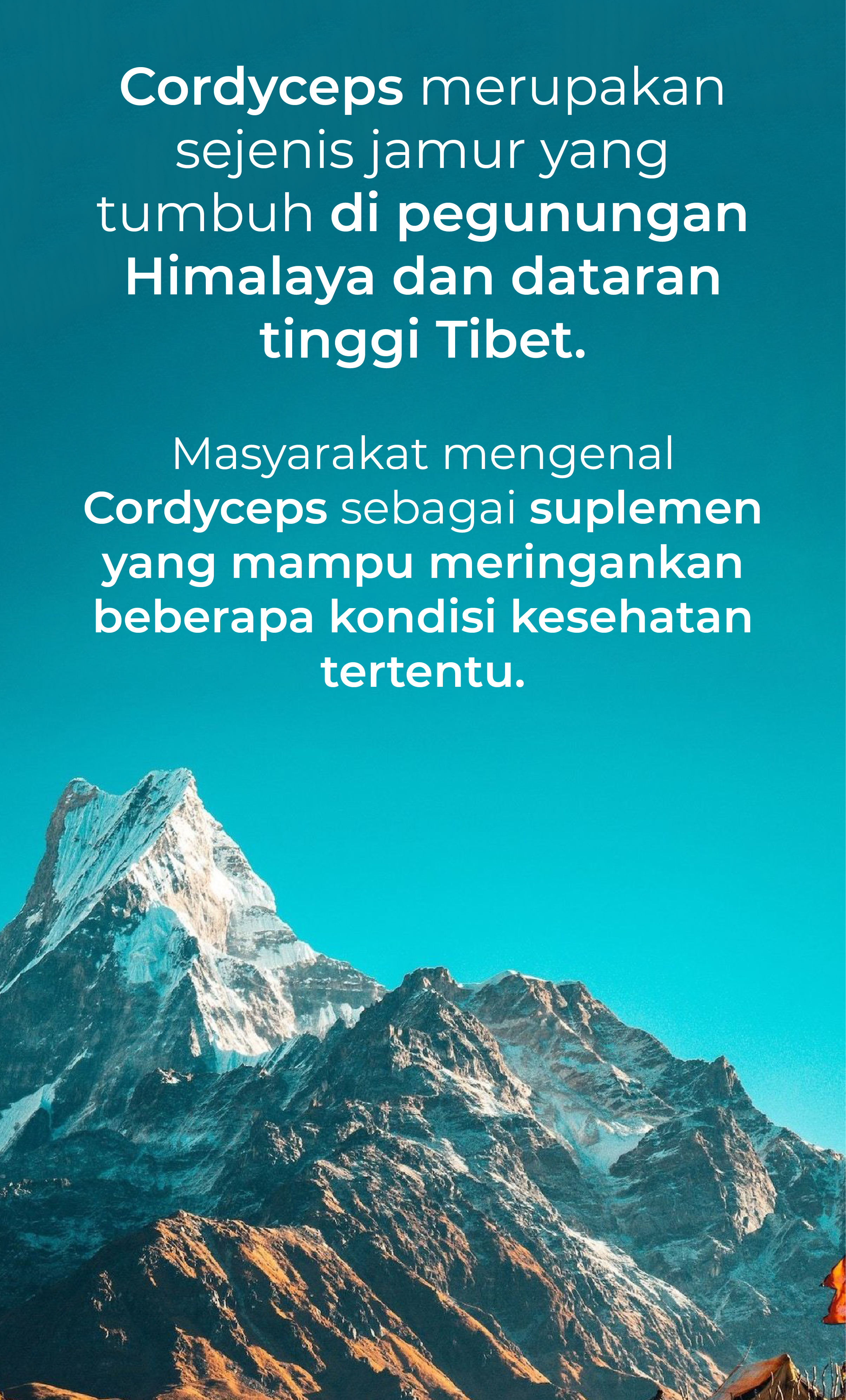 cordyceps terbaik