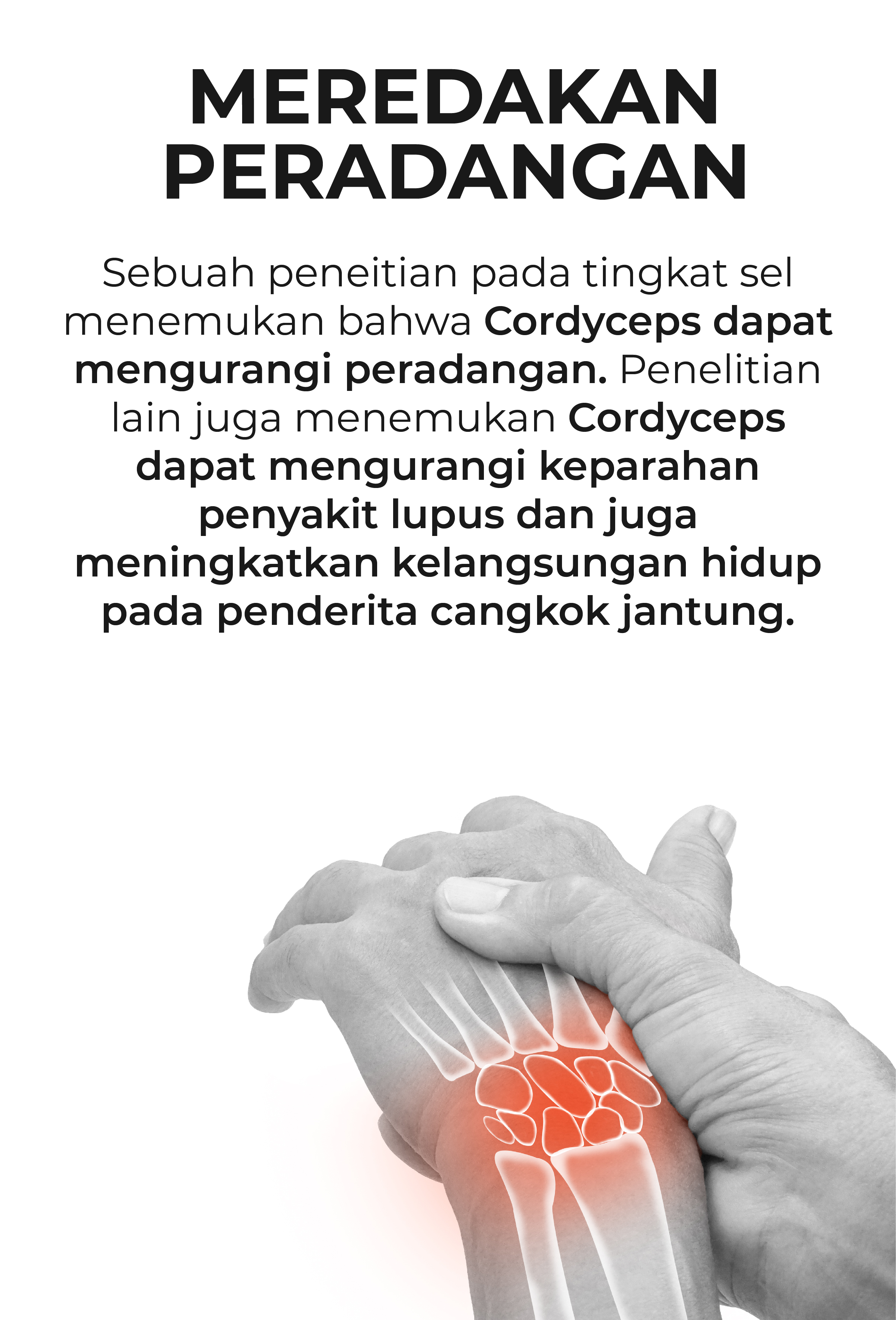 cordyceps terbaik